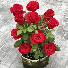 Bright red rose for sale  Westland