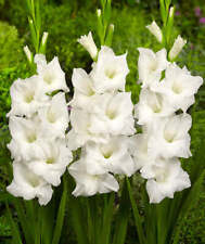 Snowdon gladiolus 5 for sale  Benton Harbor