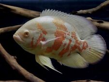 Oscar albino 5cm for sale  LONDON