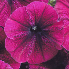 Petunia frenzy velvet for sale  UK