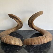 Pair rams horns for sale  WARE