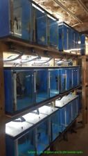 Multiple aquariums fish for sale  Grafton