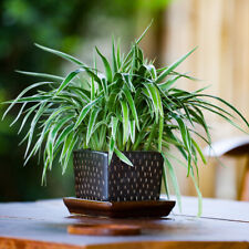 Spider house plants for sale  IPSWICH
