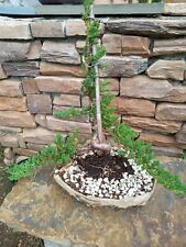 Juniper bonsai for sale  Strasburg
