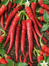 Usado, Pimenta- Vermelho caiena- 100 sementes- BOGO 50% de desconto na VENDA comprar usado  Enviando para Brazil