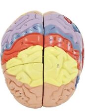 Modelo médico anatômico do cérebro humano anatomia córtex cerebral modelos de nervos cerebrais, usado comprar usado  Enviando para Brazil