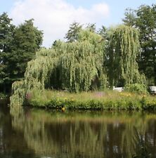 Trauerweide salix alba gebraucht kaufen  Basedow, Güizow, Lütau