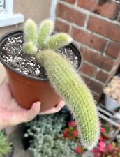 Monkey tail cactus for sale  Covina
