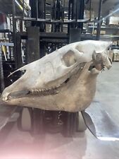 Authentic horse skull for sale  Kansas City