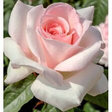 Rosa grandi fiori usato  Monsampolo Del Tronto