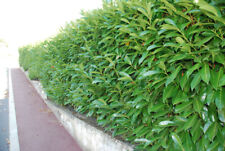 Laurel evergreen hedge for sale  ALTON
