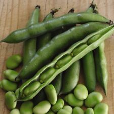 Broad bean robin for sale  PAIGNTON