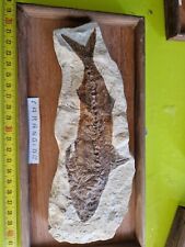 Fossil carangide bolca usato  Domodossola