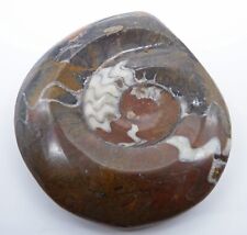 Genuine polished ammonite for sale  UK