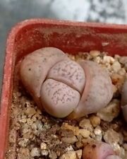 Lithops herrei c355 for sale  CHESTER