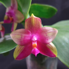 Fragrant orchid phal. for sale  Fullerton
