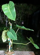 Philodendron scottmorianum pla for sale  Hollywood