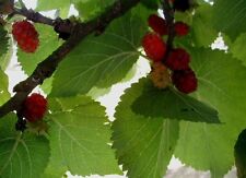 Morus nigra mulberry for sale  MOELFRE