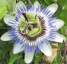 Samen blaue passionsblume gebraucht kaufen  Elsdorf