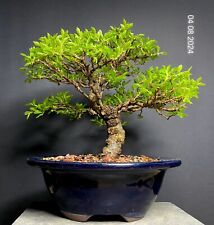 Bonsai tree shohin for sale  Richmond