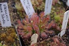 Drosera capillaris intermedia d'occasion  Jonquières