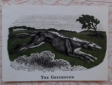 coursing greyhound for sale  LONDON