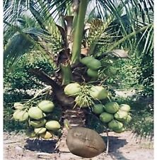 Organic king coconut for sale  USA