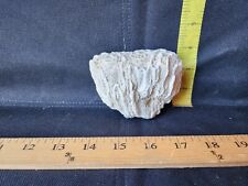 Natural white coral for sale  Parkersburg