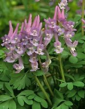 Corydalis solida 15 for sale  Shipping to Ireland