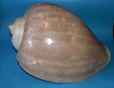 SEA SHELL - SHELLS - VOLUTIDAE - MELO BRODERIPII - 272mm, used for sale  Shipping to South Africa