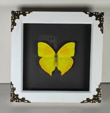 Yellow butterfly frame. for sale  NEWARK