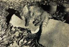 Cat laying concrete for sale  Foley