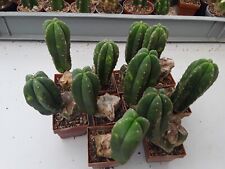 Tricho echinopsis scopule. for sale  Shipping to Ireland