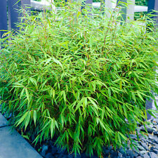 Fargesia rufa bamboo for sale  UK