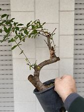 bonsai italiano usato  Italia