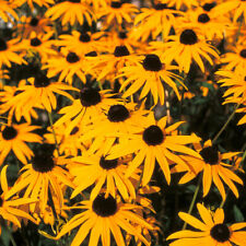 Rudbeckia goldsturm medium for sale  LLANDYSUL