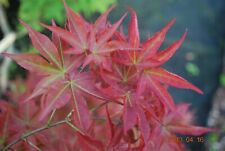 Japanese maple ruby for sale  USA