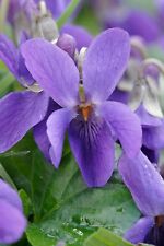 Viola odorata queen for sale  SWINDON
