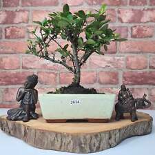Firethorn bonsai tree for sale  LEEDS