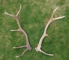 Pointed red deer for sale  INVERNESS