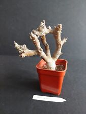 Pelargonium carnosum succulent for sale  PINNER