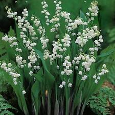 Convallaria majalis lily for sale  Shipping to Ireland