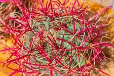 Ferocactus cylindraceus lecont for sale  Las Vegas
