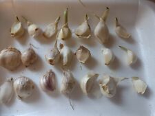 Medium garlic cloves for sale  Myerstown