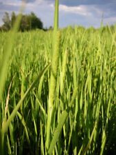 timothy hay grass for sale  Fort Lauderdale