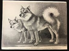 1934 dog print for sale  CARRICKFERGUS