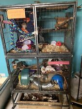 Large double rat for sale  UTTOXETER