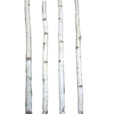 Thin white birch for sale  Marengo