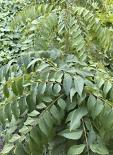 Curry leaf plant for sale  Naples