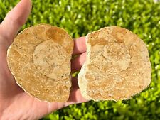 Cut polished ammonite for sale  Coppell